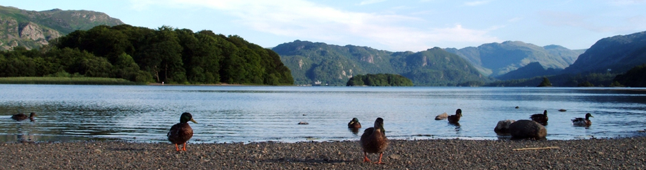 Ducks on Derwentwater shoreline